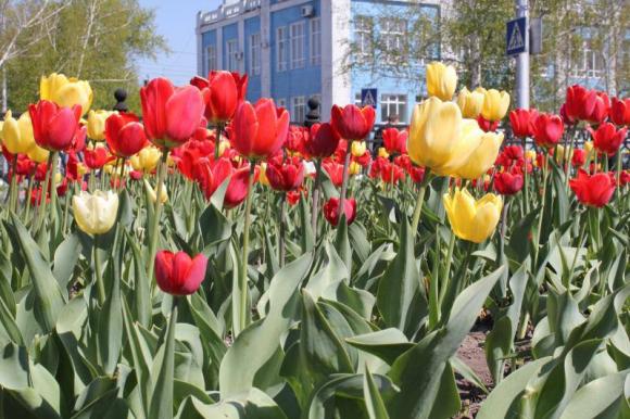 Следующей весной барнаульские клумбы украсят 75 тысяч тюльпанов