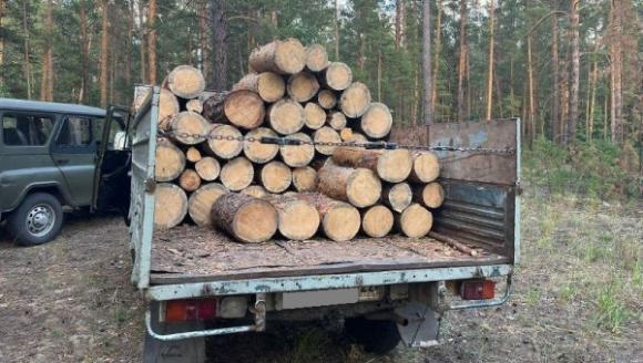 В Бийске  на «трассе здоровья» идет вырубка леса