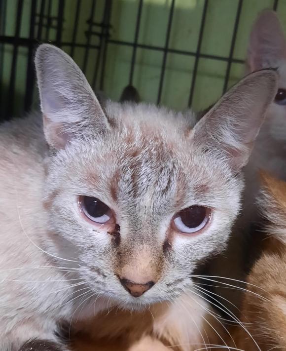 28 истощенных кошек забрали сотрудники приюта для животных «Бусинка» из муниципальной квартиры