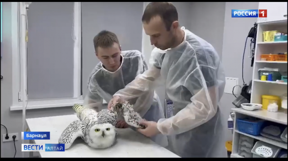Ветеринары ампутировали крыло полярной сове, найденной в Камне-на-Оби