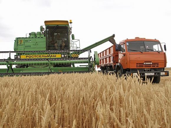 4,7 млн тонн зерновых собрали алтайские аграрии