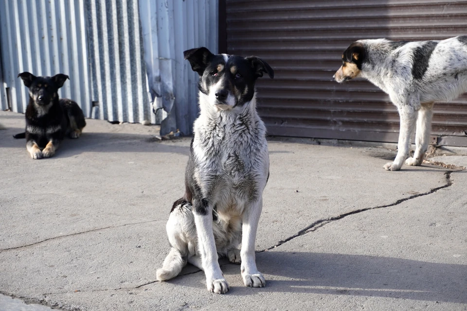 Бийские зоозащитники требуют наказать мужчину, расстрелявшего бездомных собак в Заречье
