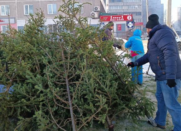 Сегодня, 20 января, в Барнауле прошла акция по сбору и переработке новогодних хвойных деревьев «Елки палки»