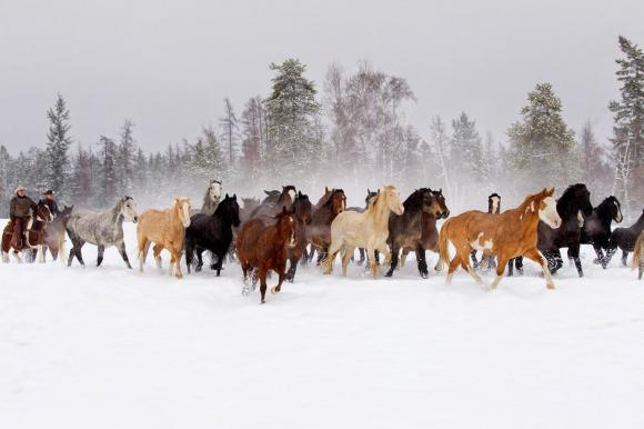 В ночь на 23 января в Романовском районе неизвестные украли табун лошадей, около 100 голов