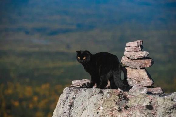 Кошка-путешественница покорила горы Алтая вместе со своим хозяином