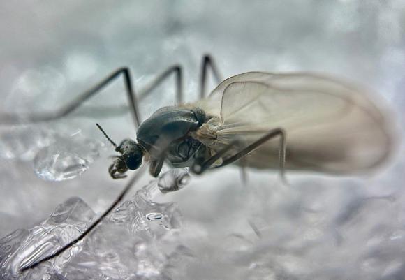 В Алтайском заповеднике проснулись первые насекомые - зимние комары-трихоцериды