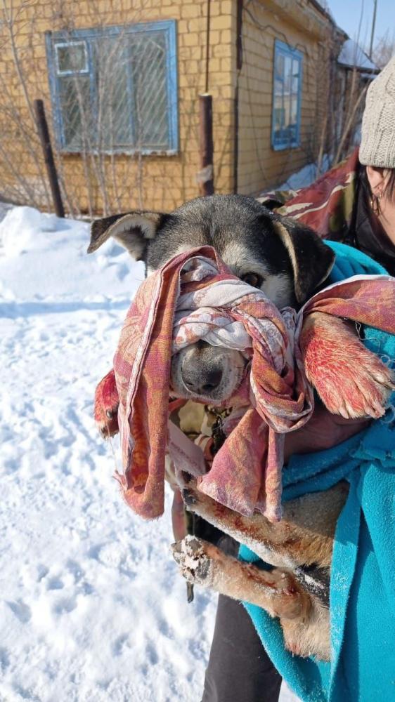 Жители Ярового спасли собаку, привязанную проволокой к дереву с множеством колотых  ран на теле