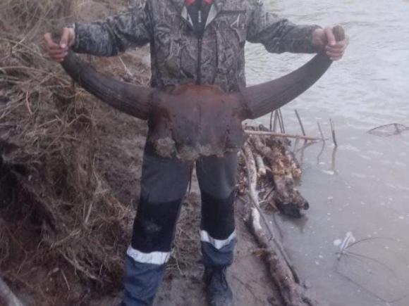 Череп древнего животного выловили рыбаки в реке на Алтае