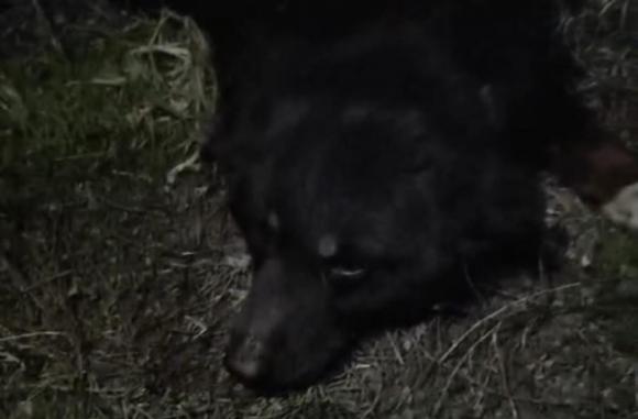 На алтайской трассе нашли связанную собаку с перерезанным горлом