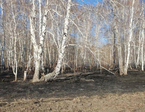 Лесники задержали виновника лесного пожара в Ребрихинском районе