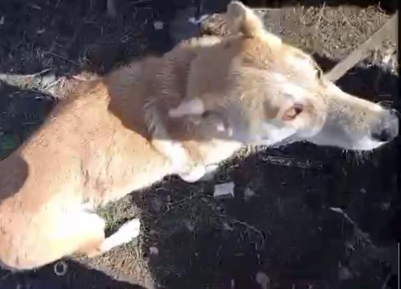 Полиция не увидела состава преступления в голодной смерти собак у жительницы Затона