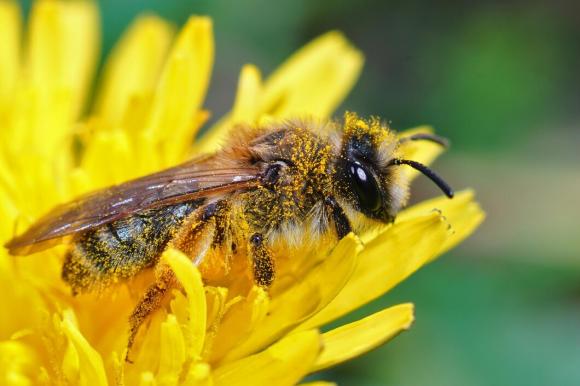 В Алтайском крае суд обязал фермеров заплатить пчеловодам за массовый мор пчел