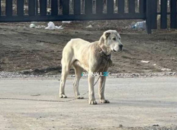 Жителей пригородного поселка в Барнауле держит в страхе алабай