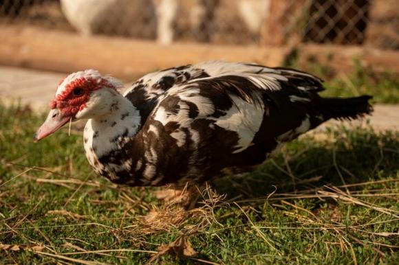 Большой комплекс по производству мяса индейки начали строить в селе Алтайского края