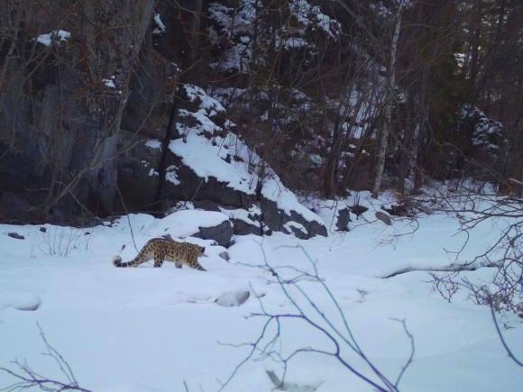 Нового барсика нашли в долине реки Аргут на Алтае