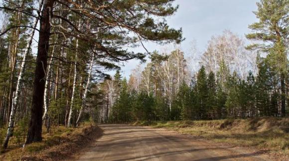 В бийском лесу неизвестные установили растяжки 