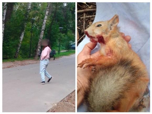 Барнаульцев потрясла выходка женщины, которая натравила собаку на бельчонка