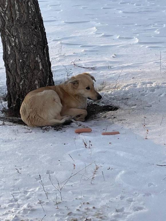 Волонтёры собирают подписи, чтобы наказать хозяев собаки, которую подстрелили полицейские