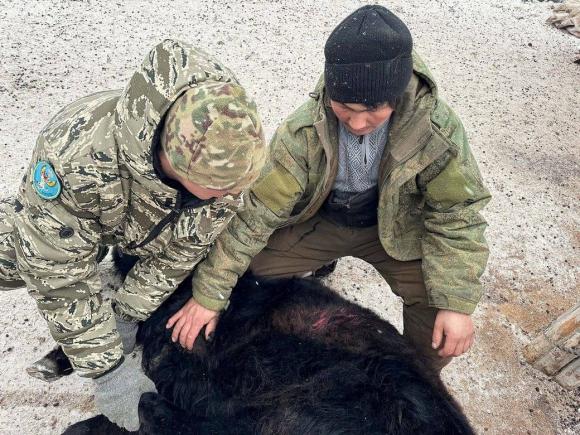 На Алтае снежные барсы нападают на скот