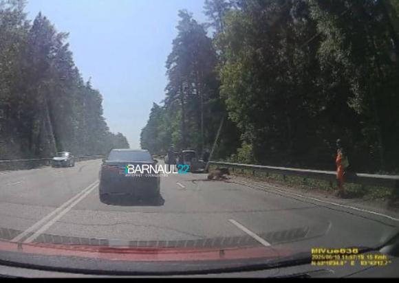 В Барнауле сбили еще одного лосенка
