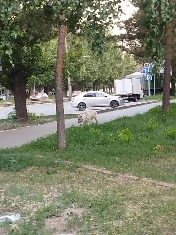 Барнаульцев напугал агрессивный алабай, который бросался на мелких животных
