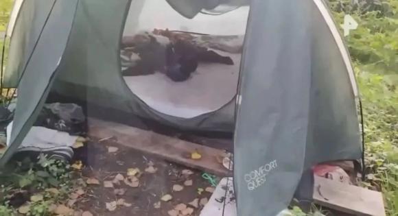 «Не трус»: стало известно, как вел себя парень во время нападения медведя на его невесту на Алтае