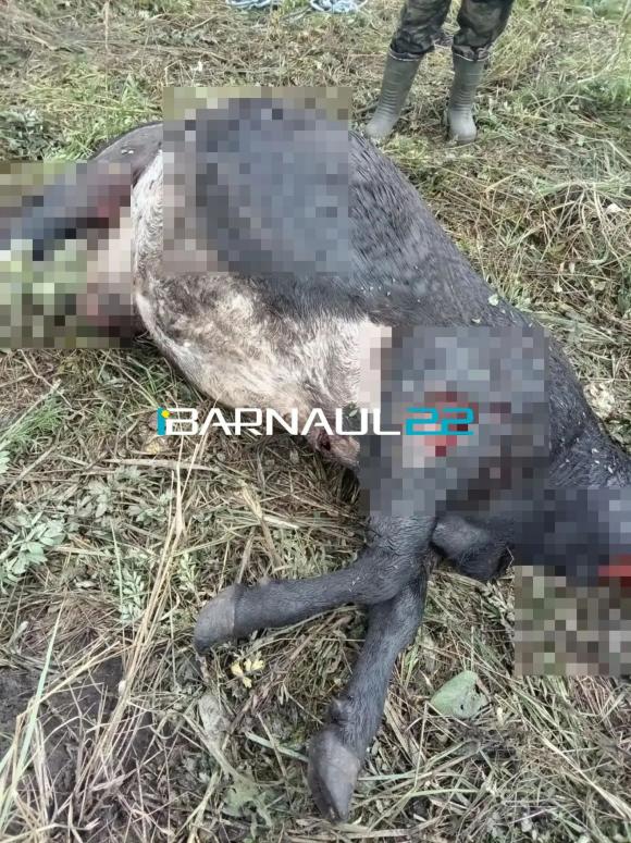 В Ельцовском районе активизировались медведи