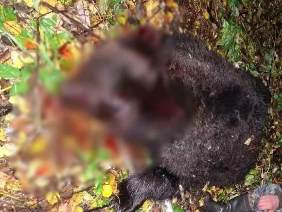 Медведя, напавшего на подростка в Алтайском крае, могли застрелить