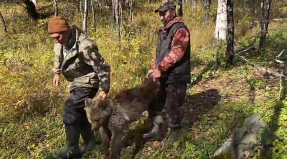 Алтайский заповедник решил успокоить переживающих за судьбу выпущенных медвежат