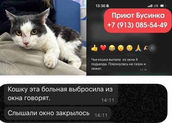 Соцсети: в Барнауле женщина-кошатница выбросила питомца с 8 этажа